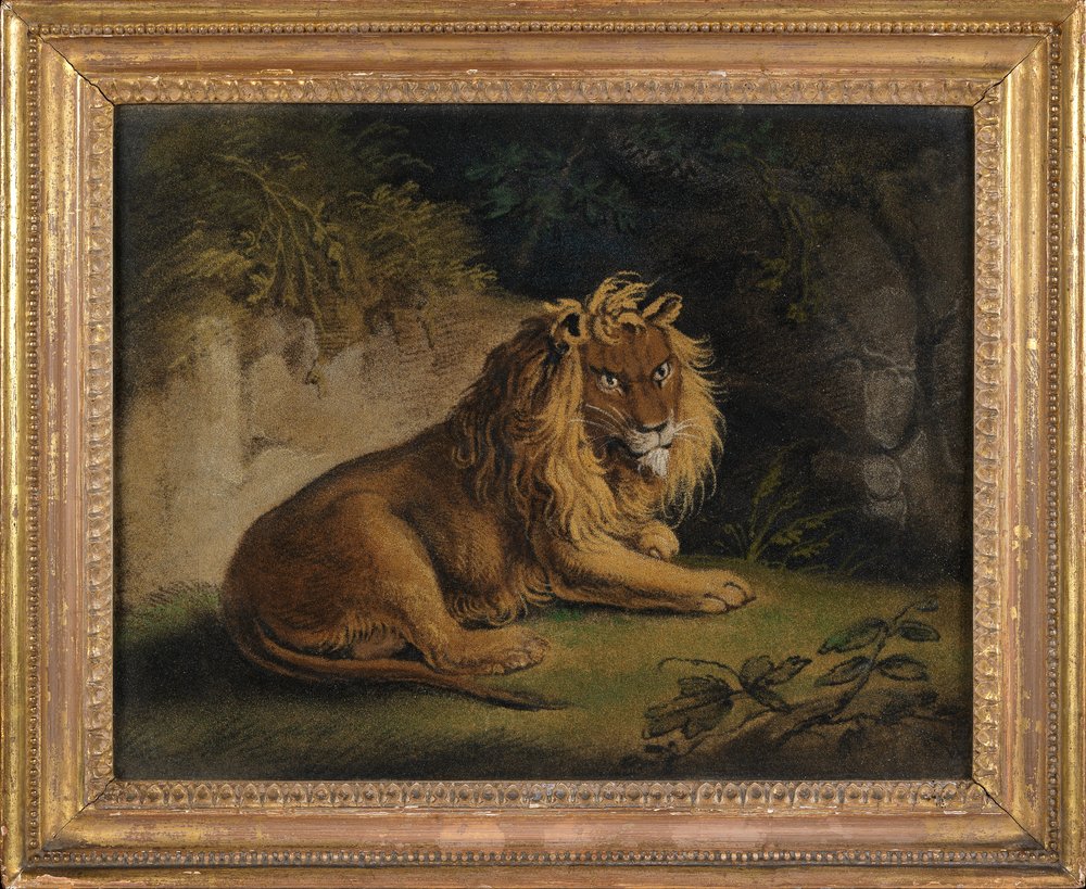Benjamin Zobel - A Lion in a